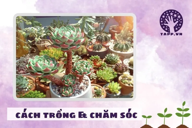 Cách trồng và chăm sóc cây sen đá phong thủy đúng cách