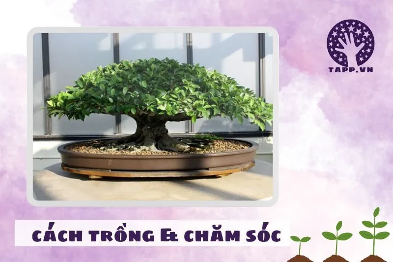 Cách trồng và chăm sóc cây si phong thủy đúng cách