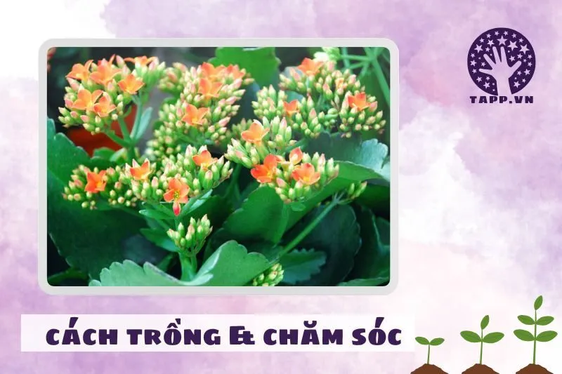 Cách trồng và chăm sóc cây sống đời phong thủy