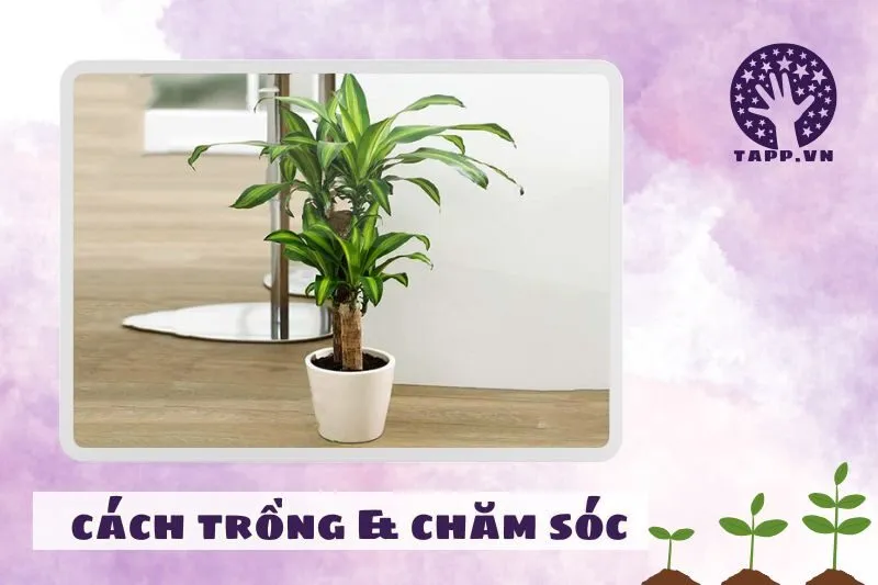 Cách trồng và chăm sóc cây thiết mộc lan để luôn xanh tốt