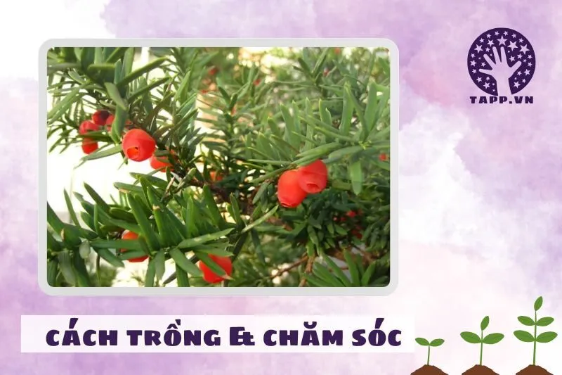 Cách trồng và chăm sóc cây thông đỏ phong thủy