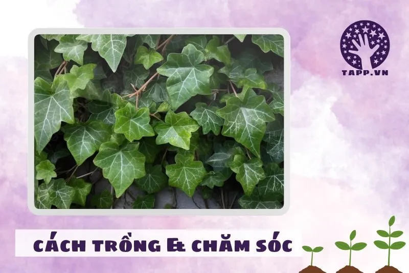 Cách trồng và chăm sóc cây thường xuân để cây luôn xanh tốt