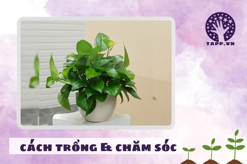 Cách trồng và chăm sóc cây trầu bà để luôn xanh tốt