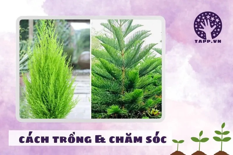 Cách trồng và chăm sóc cây tùng bách phong thủy