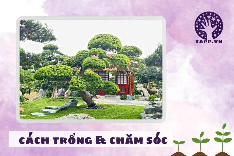 Cách trồng và chăm sóc cây tùng la hán để phát triển tốt