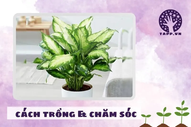 Cách trồng và chăm sóc cây vạn niên thanh để phát triển tốt