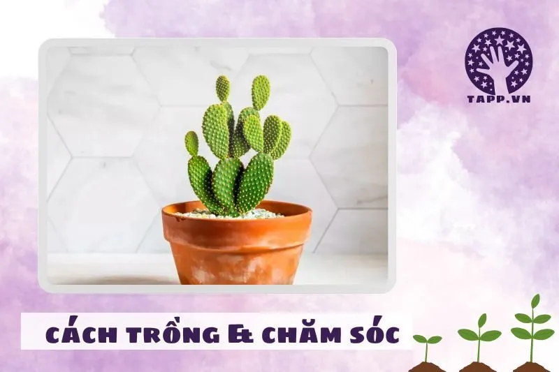 Cách trồng và chăm sóc cây xương rồng phong thủy