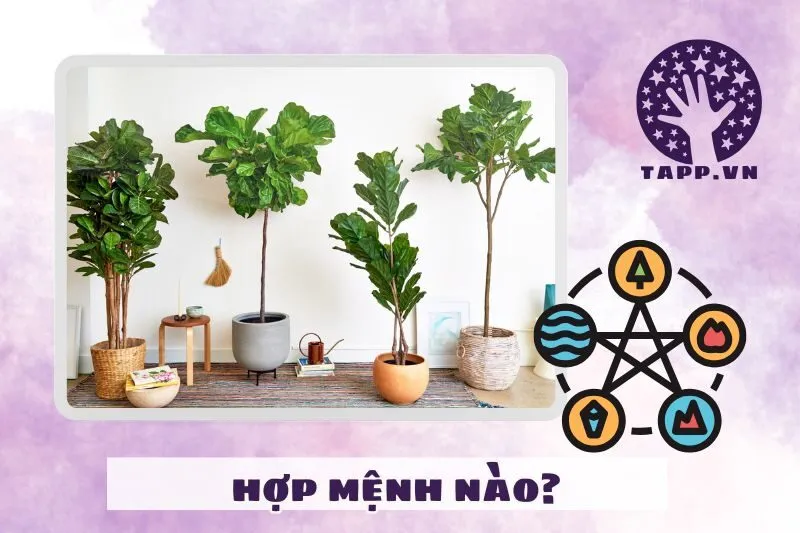 Cây bàng Singapore hợp với mệnh nào?