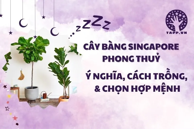 Cây bàng Singapore phong thủy 2025: Ý nghĩa, cách trồng và chăm sóc