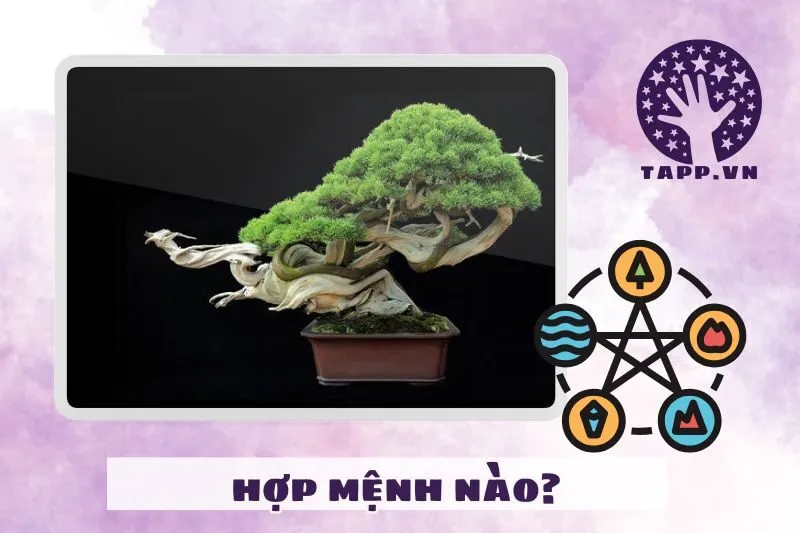 Cách chọn cây bonsai phong thuỷ theo mệnh