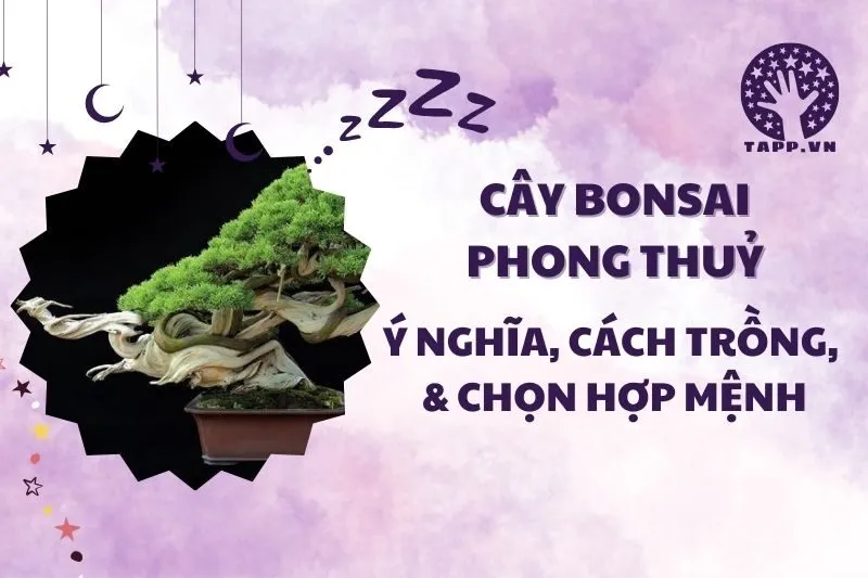 Cây bonsai phong thuỷ 2025: Ý nghĩa, cách chọn và chăm sóc