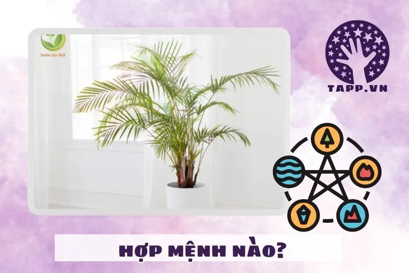 Cây cau cảnh hợp với mệnh nào?