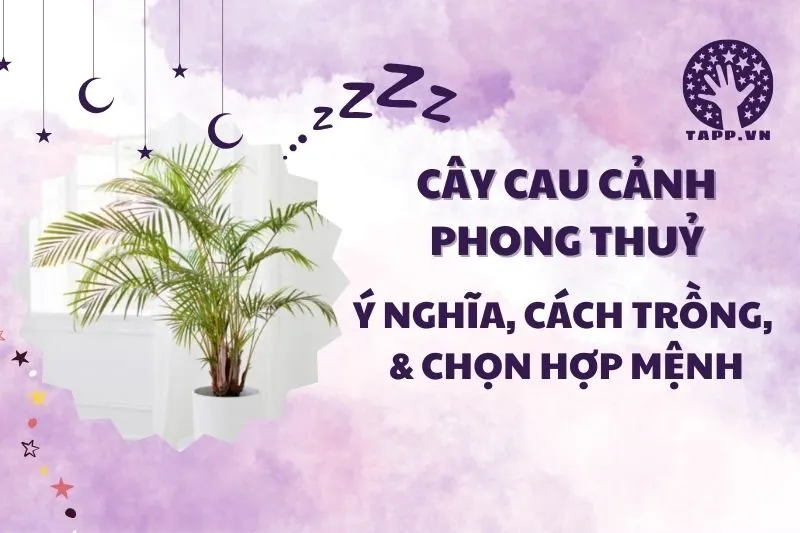Cây cau cảnh phong thuỷ 2025: Ý nghĩa, công dụng và cách chăm sóc