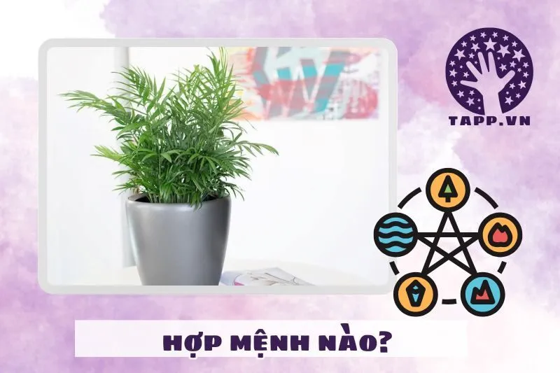 Cây cau tiểu trâm hợp mệnh nào?