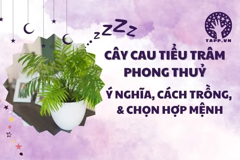 Cây cau tiểu trâm phong thủy 2025: Ý nghĩa, hợp mệnh nào?