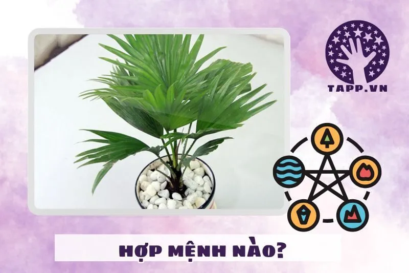 Cách chọn cây cọ cảnh phong thuỷ theo mệnh