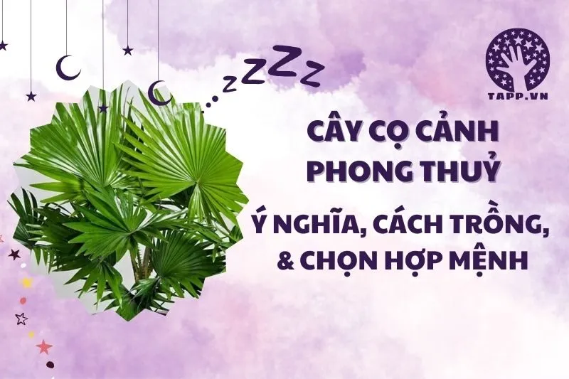 Cây cọ cảnh phong thuỷ 2025: Ý nghĩa, công dụng và cách trồng