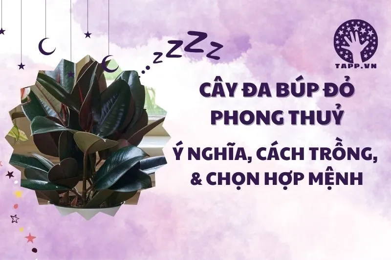 Cây đa búp đỏ phong thủy 2025: Ý nghĩa, cách trồng và chăm sóc