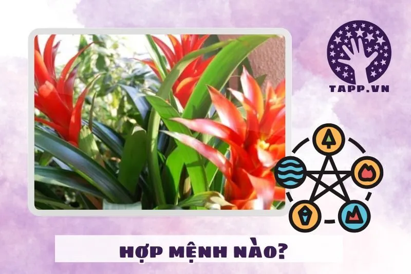 Cây dứa cảnh nến phong thủy hợp mệnh nào?