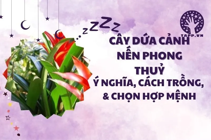 Cây dứa cảnh nến phong thủy: Ý nghĩa và cách trồng chuẩn 2025