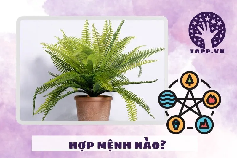 Cây dương xỉ phong thuỷ hợp với mệnh nào?