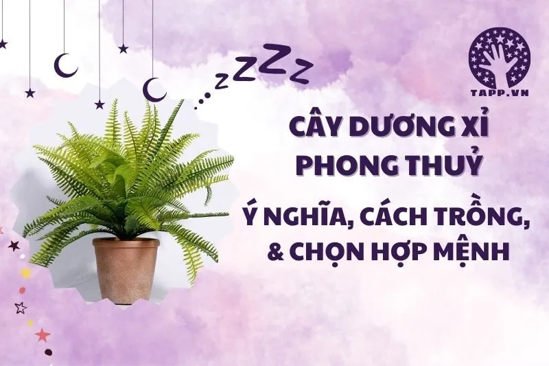 Cây dương xỉ phong thuỷ 2025: Ý nghĩa, hợp mệnh nào, cách trồng