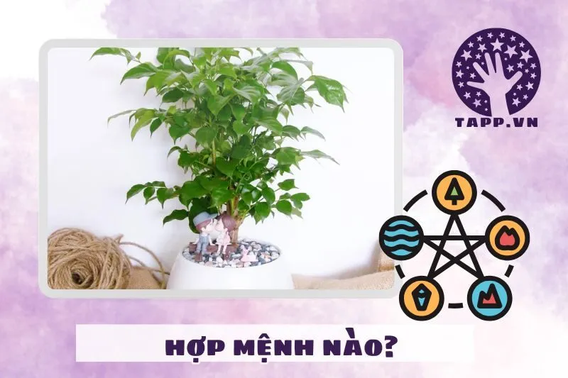 Cây hạnh phúc hợp với mệnh nào, tuổi nào?