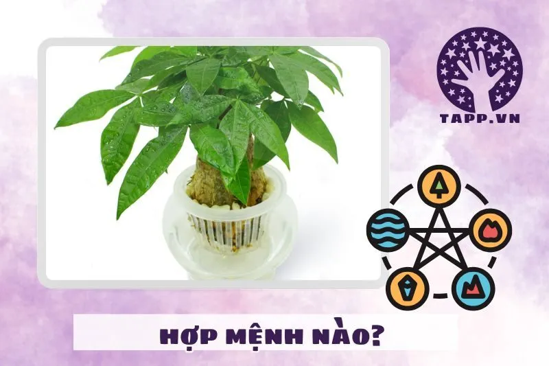 Cây kim ngân hợp mệnh gì và tuổi nào?