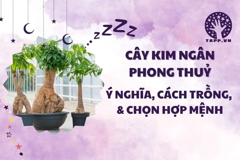 Cây kim ngân phong thủy 2025: Ý nghĩa, hợp mệnh gì và cách trồng