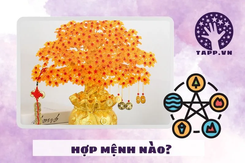 Cây Kim Tiền Hợp Với Tuổi Nào, Mệnh Nào?