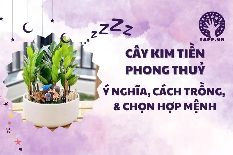 Cây Kim Tiền Phong Thủy 2025: Ý Nghĩa, Cách Đặt, Chăm Sóc