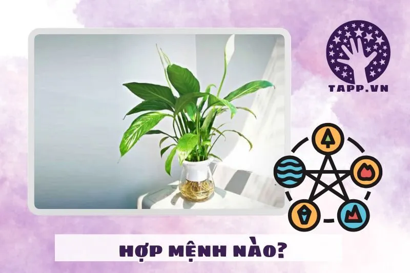 Cây lan ý hợp mệnh gì? Cách chọn cây lan ý theo phong thủy