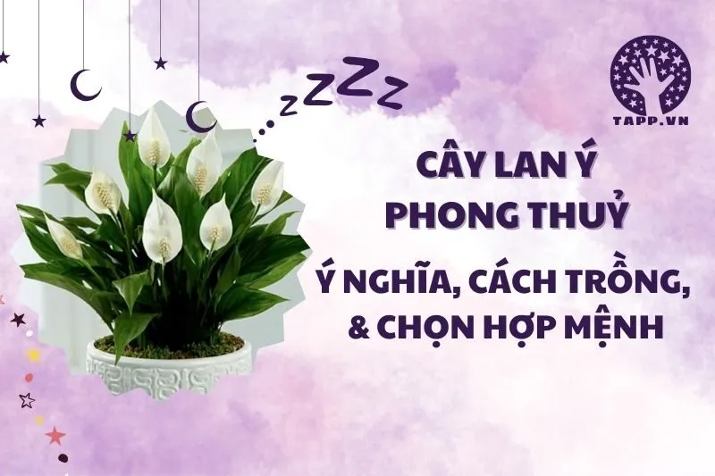Cây lan ý phong thủy 2025: Ý nghĩa, hợp mệnh gì và cách chăm sóc