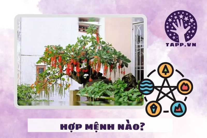 Cách chọn cây lộc vừng phong thủy theo mệnh và tuổi