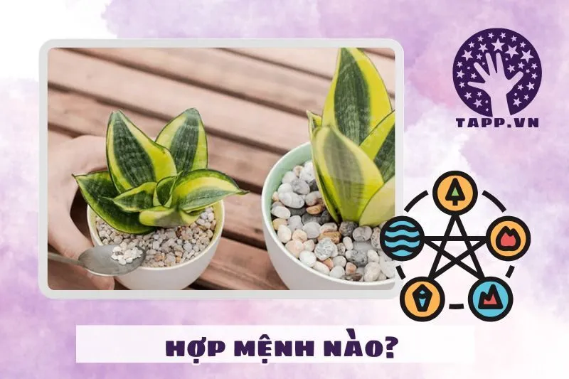 Cây lưỡi hổ hợp mệnh nào?