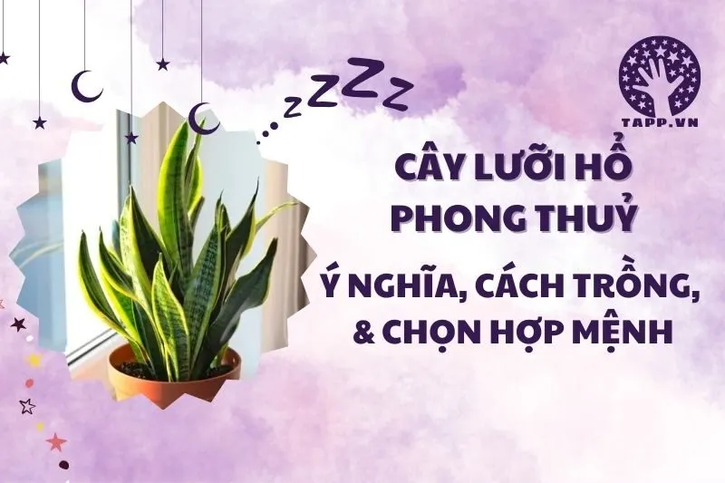 Cây lưỡi hổ phong thủy 2025: Ý nghĩa, công dụng và cách trồng