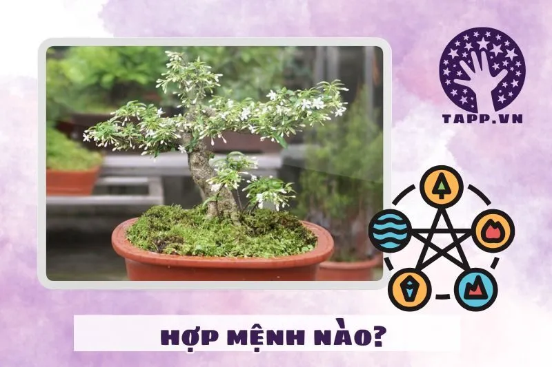 Cây mai chiếu thủy hợp mệnh gì, tuổi nào?