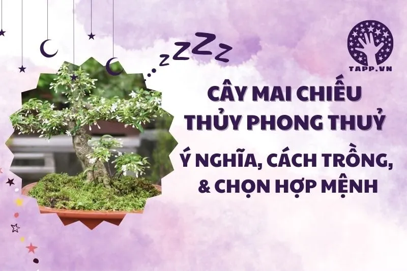 Cây mai chiếu thủy phong thủy 2025: Ý nghĩa, cách trồng, chăm sóc