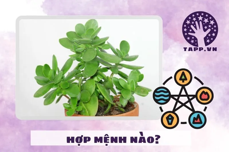 Cây ngọc bích hợp với mệnh nào, tuổi nào?