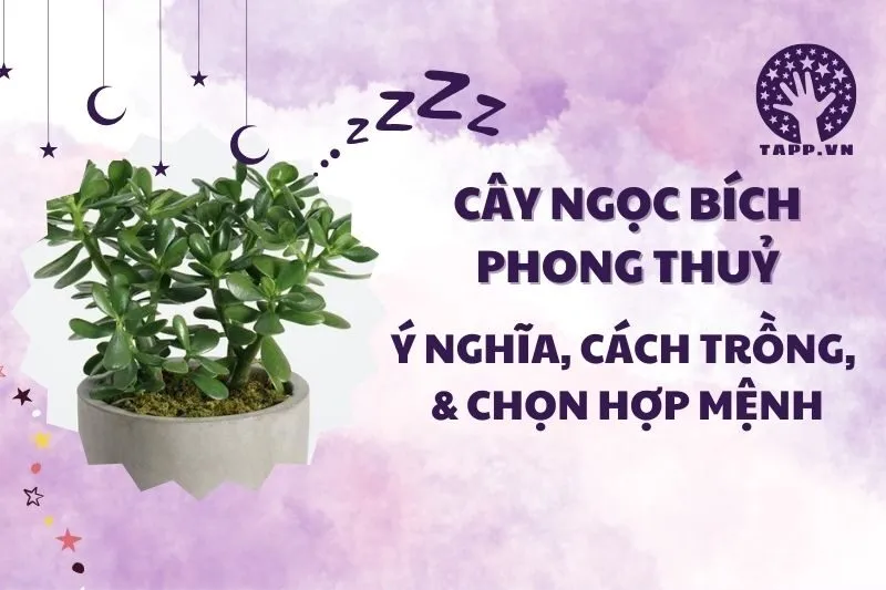 Cây ngọc bích phong thủy 2025: Ý nghĩa, cách trồng và đặt cây