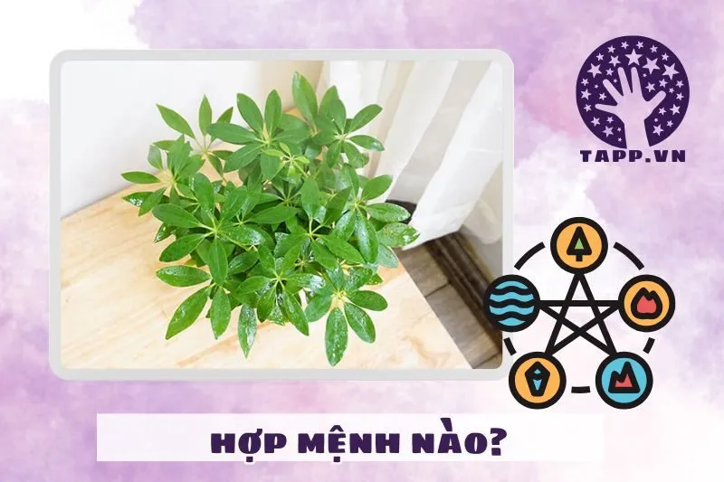Cây ngũ gia bì hợp với tuổi nào và mệnh nào?