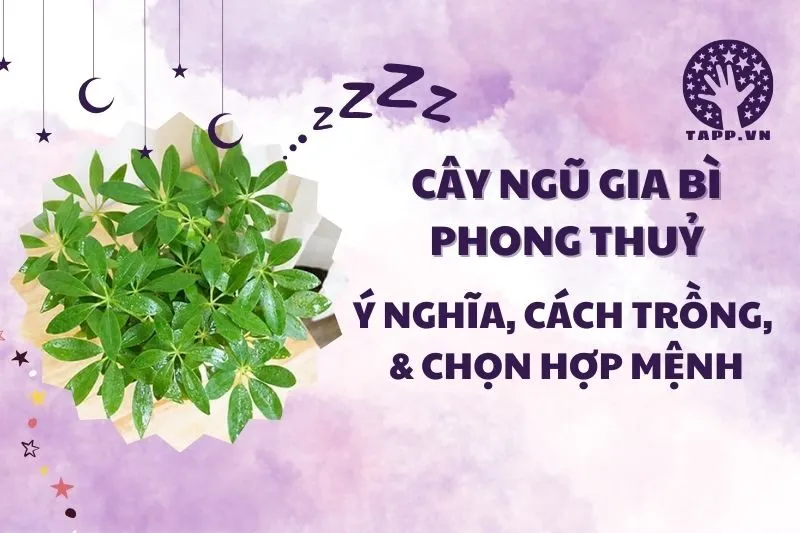 Cây ngũ gia bì phong thủy 2025: Ý nghĩa, hợp tuổi nào, cách chăm sóc
