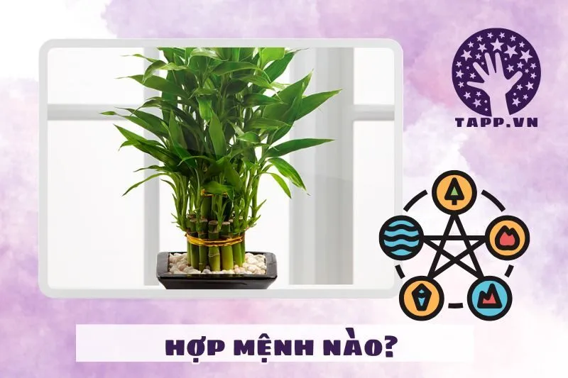 Cây phát tài hợp mệnh nào, tuổi nào?