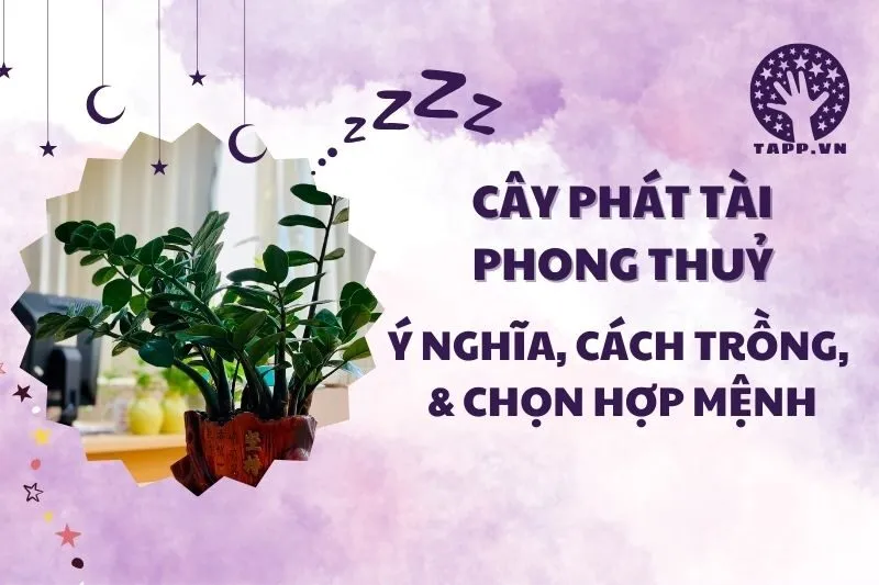 Cây phát tài phong thủy 2025: Ý nghĩa, cách trồng và chăm sóc