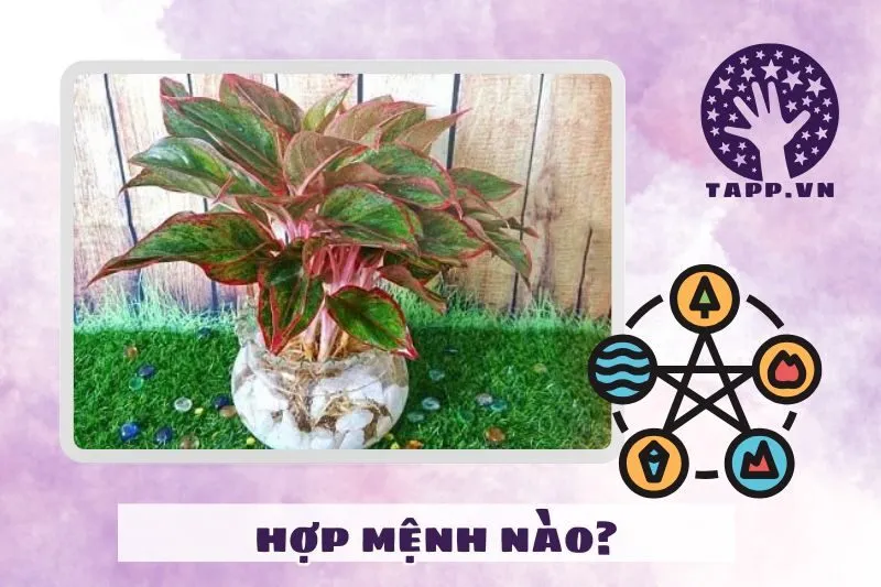 Cây phú quý phong thủy hợp mệnh gì?