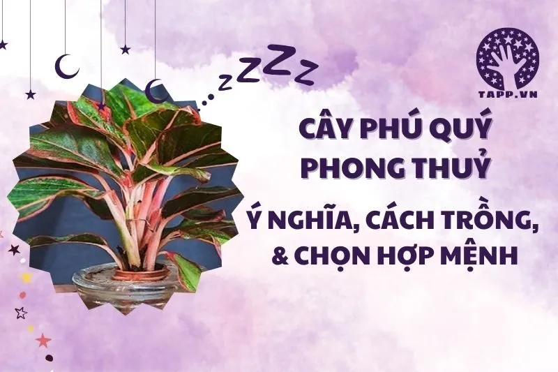 Cây Phú Quý Phong Thủy 2025: Ý Nghĩa, Hợp Mệnh Gì và Cách Chăm Sóc