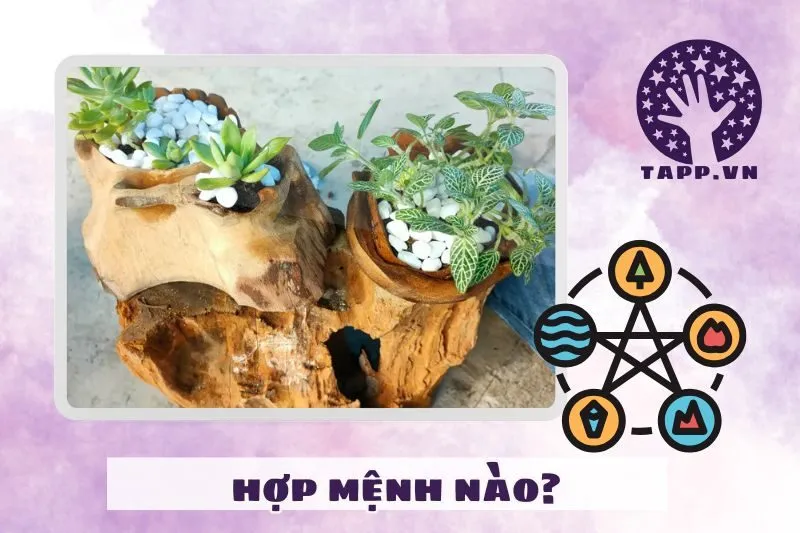 Cách chọn cây sen đá phong thủy hợp mệnh theo ngũ hành