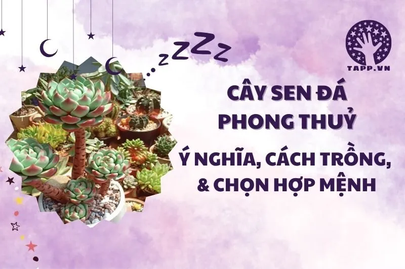 Cây sen đá phong thủy 2025: Ý nghĩa, hợp mệnh nào và cách chăm sóc