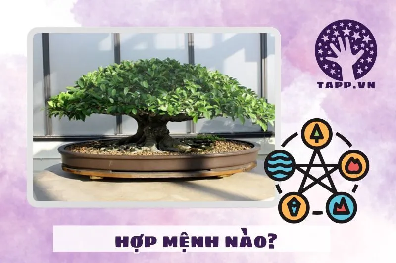 Cây si hợp với mệnh gì, tuổi nào theo phong thủy?