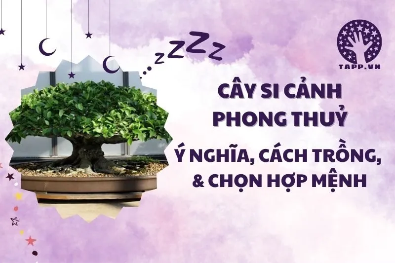 Cây si cảnh phong thủy 2025: Ý nghĩa, cách trồng và chăm sóc